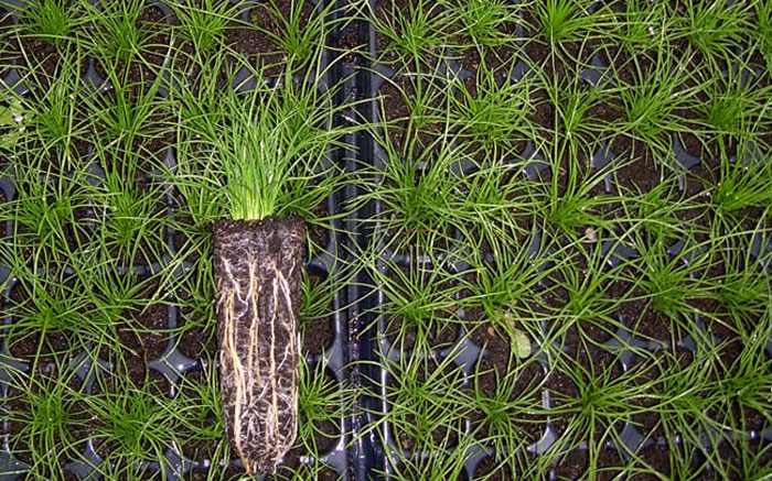 Plantas macrófitas