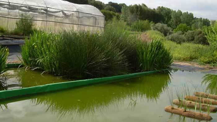 plantas macrofitas