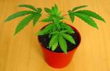 plantas marihuana