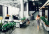 Plantas ornamentales en oficinas