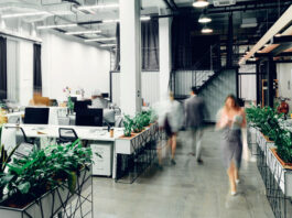 Plantas ornamentales en oficinas