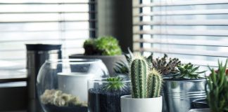Plantas para apartamentos pequeños