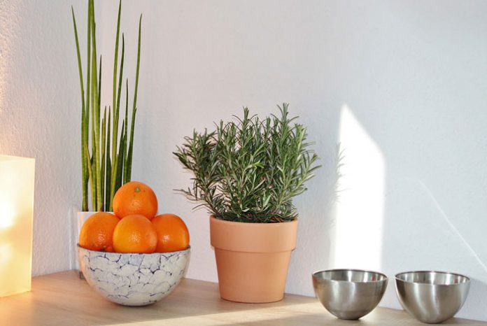 Plantas para cocinas modernas