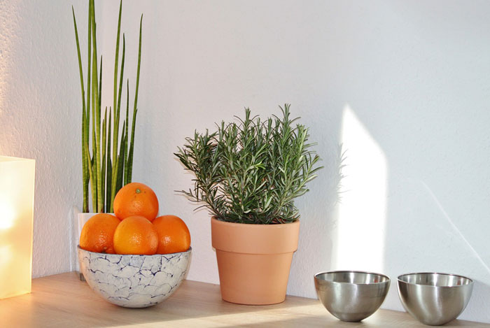 Plantas para cocinas modernas