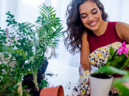Plantas para mejorar el aire de casa