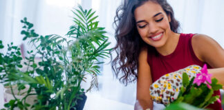 Plantas para mejorar el aire de casa