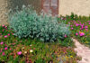 Plantas para xerojardinería