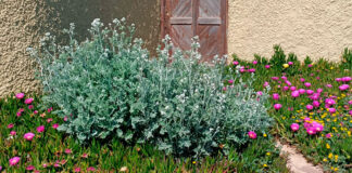 Plantas para xerojardinería