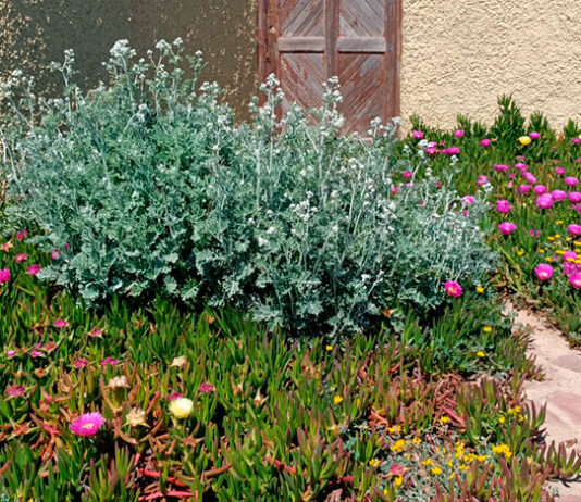Plantas para xerojardinería