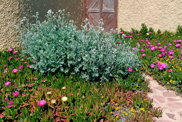 Plantas para xerojardinería