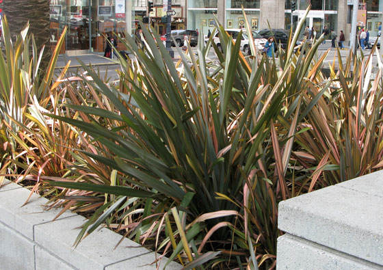 Plantas de Phormium tenax