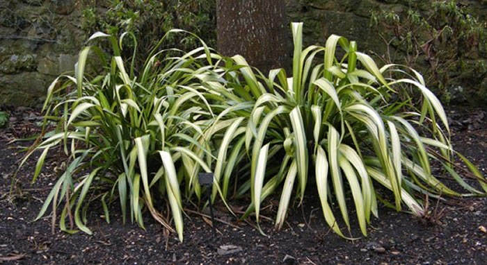 Plantas phormium tenax