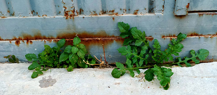 Plantas ruderales en la acera