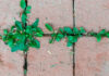 Plantas ruderales en la calle
