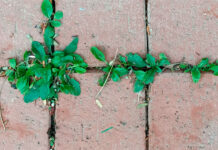 Plantas ruderales en la calle