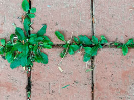 Plantas ruderales en la calle