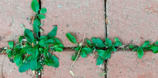 Plantas ruderales en la calle