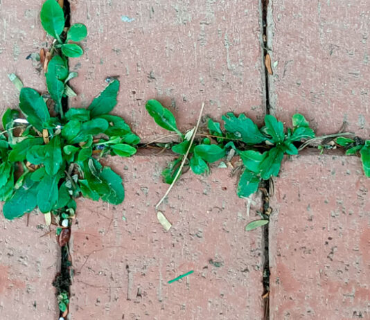 Plantas ruderales en la calle