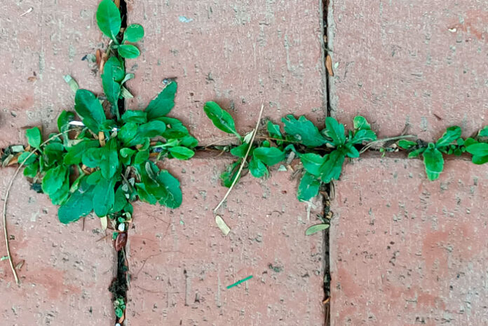 Plantas ruderales en la calle