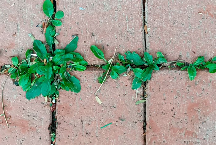 Plantas ruderales