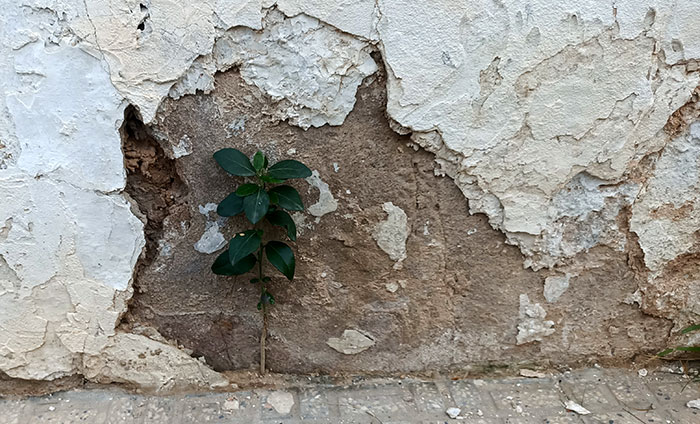 Plantas ruderales en la pared
