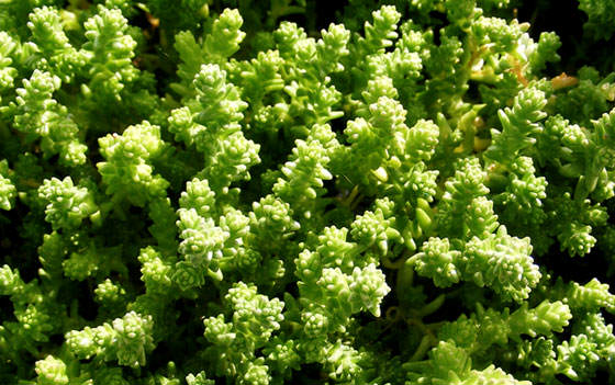 Plantas de Sedum acre