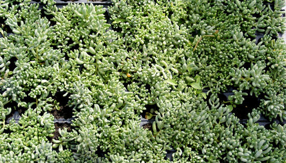 Plantas de Sedum gypsicola