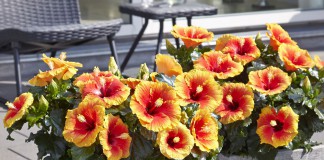 Plantas Tropical Coast
