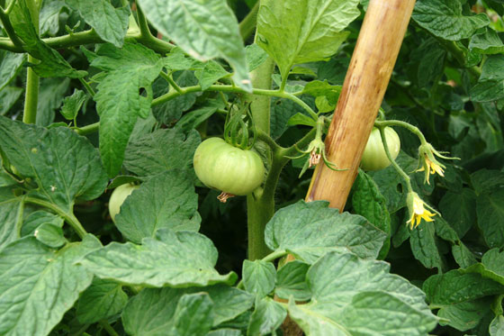 frutos y flores de tomate