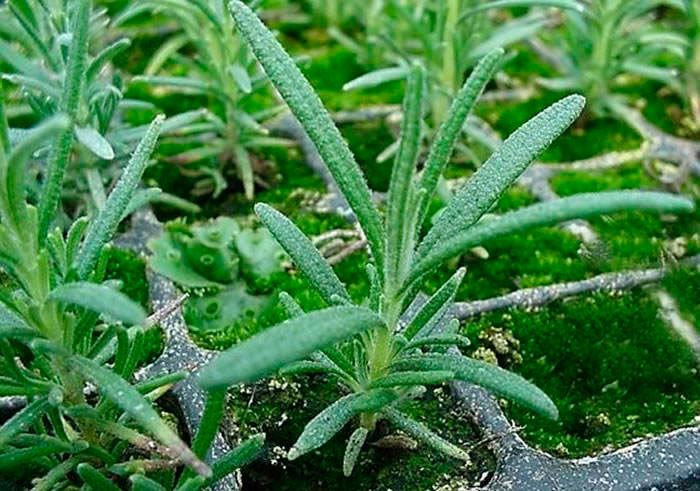 Plantel de rosmarinus officinalis