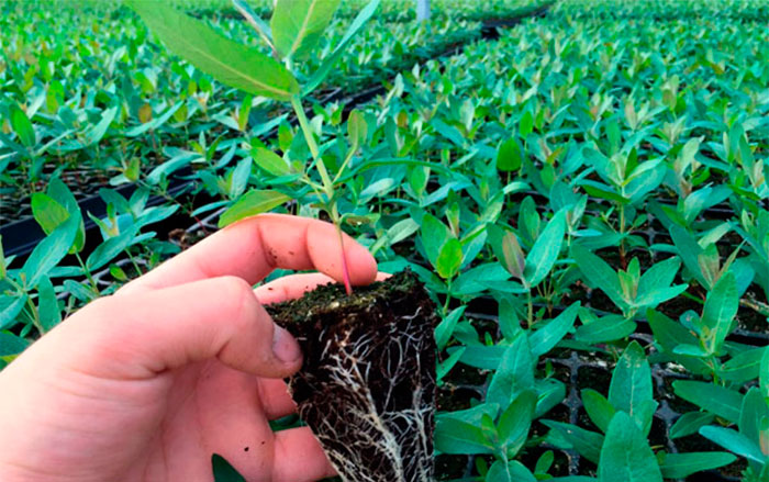 Plantel forestal de Eucalyptus Globulus