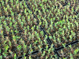 Planteles de eucaliptus