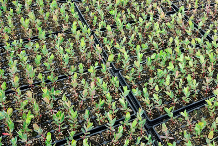Planteles de eucaliptus