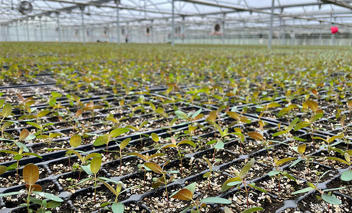 Planteles de eucaliptus tasmagal en bandeja forestal