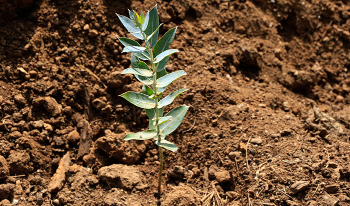 Plantón del Eucalyptus