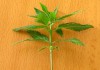 Dónde sembrar la Marihuana