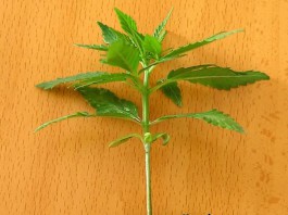 Dónde sembrar la Marihuana