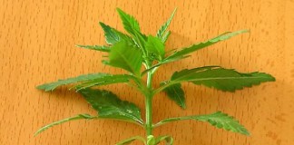 Dónde sembrar la Marihuana