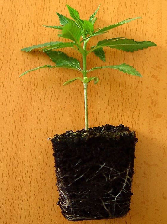 Transplante de Marihuana