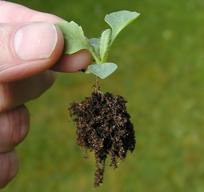 Plántula germinada