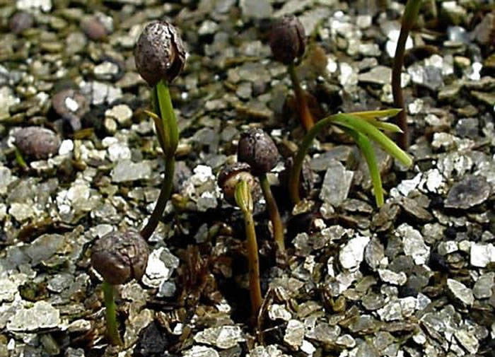 Plántulas de Taxus baccata