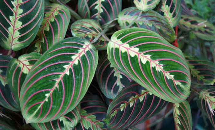 Plata de Maranta tricolor