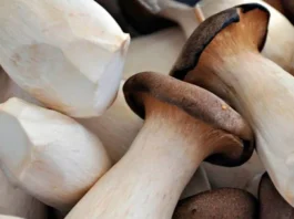 Pleurotus eryngii