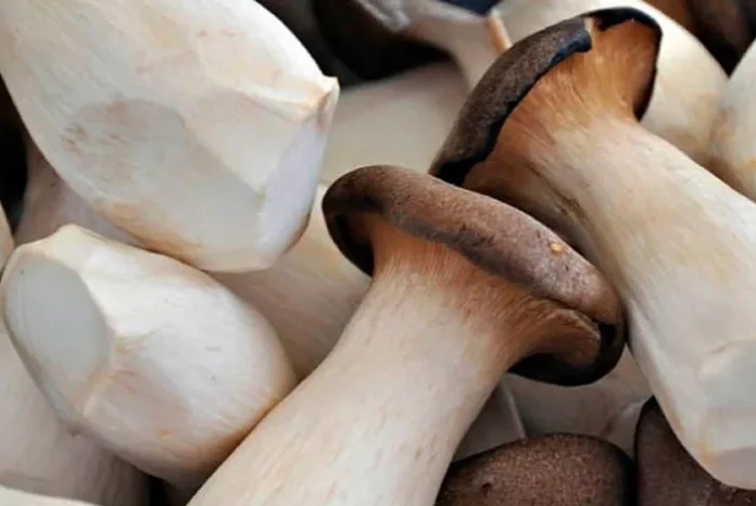 Pleurotus eryngii