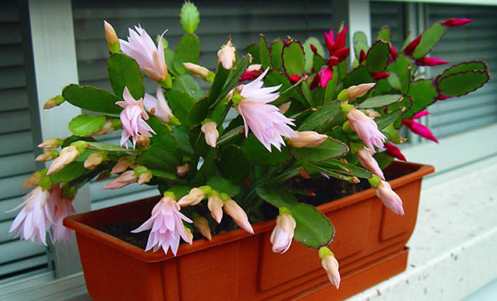 Cuidados de la pluma rosa