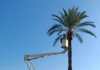 Poda de palmera datilífera
