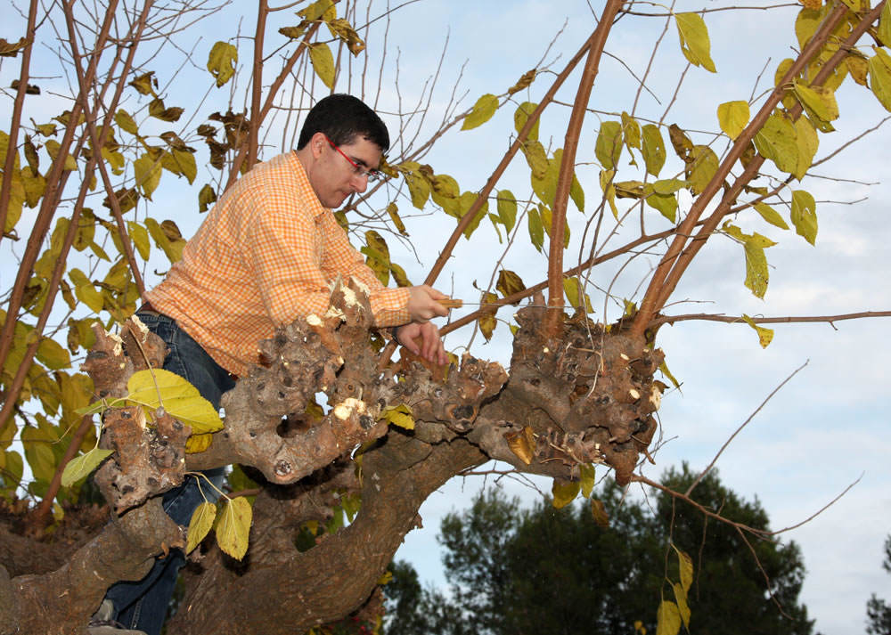 La poda de la Morera | Revista de Flores, Plantas, Jardinería, Paisajismo y  Medio ambiente