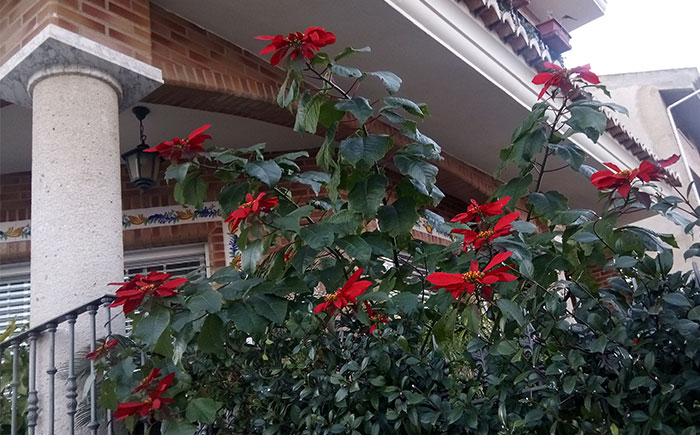 Poinsettia en el jardín