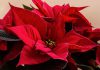 Poinsettia roja