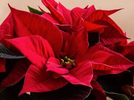 Poinsettia roja